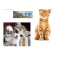 Katze FIP-Injektion GS-441524 Flüssigkeit 5,5ml GS441524